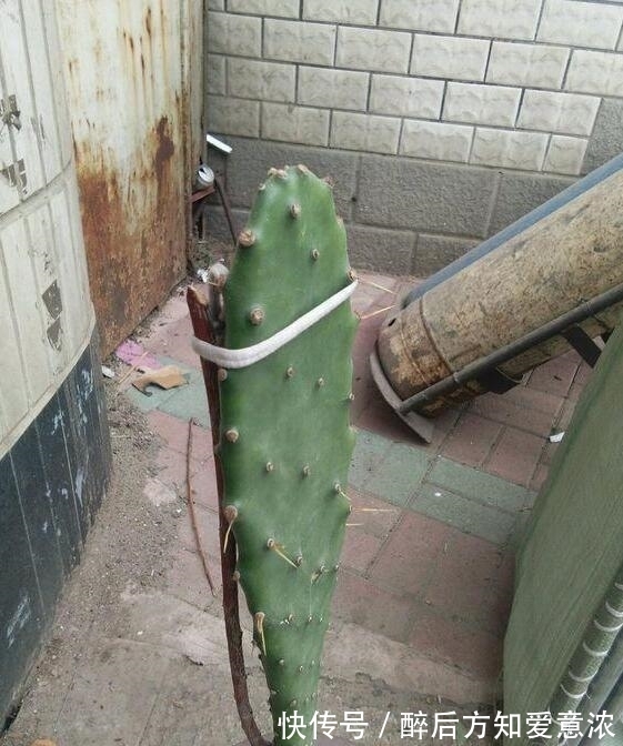 仙人掌|仙人掌如何嫁接蟹爪兰？教你3个嫁接小妙招，方法对了，开花多3倍