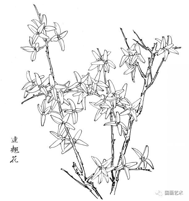  白描|花卉白描图谱选页分享