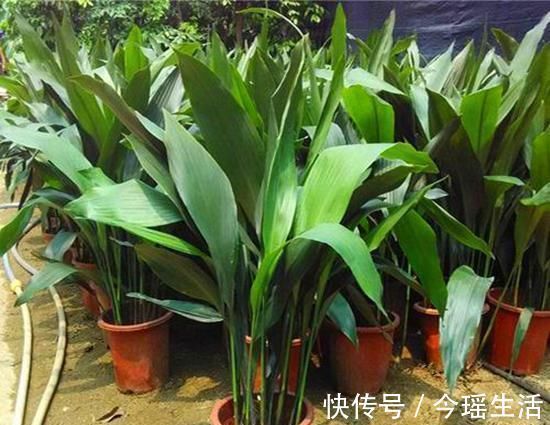 养花招了介壳虫，看着难受花卉长得差，怎么灭虫好方法教给你