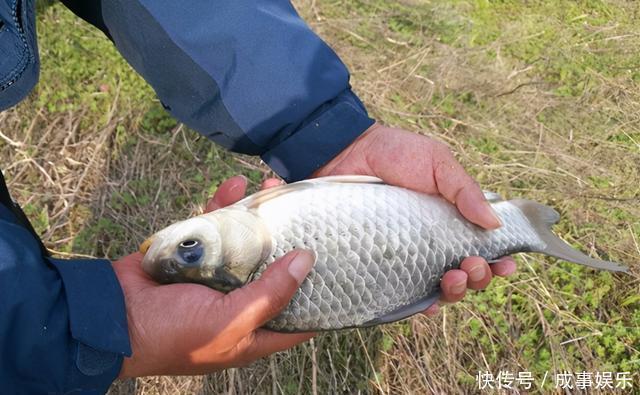 虫饵|冬钓鲫鱼,提升上鱼率的5个方法,鱼口轻不用怕,方法总比困难多