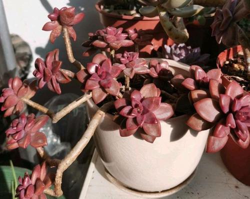 植物|5种盆栽植物,养护省心,比绿萝还好养,适合新手