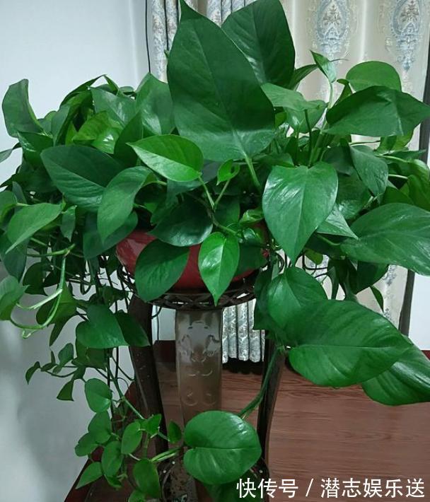 绿萝|家庭养绿萝,几天浇一次水教你2个“小方法”,简简单单就学会