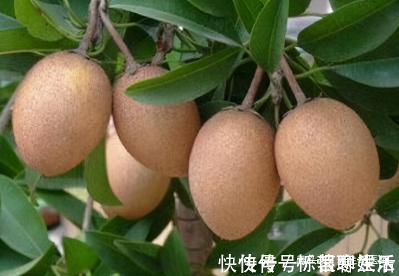 营养元素|每天晚上坚持吃三种食物，营养丰富，增强体质，好处多多！