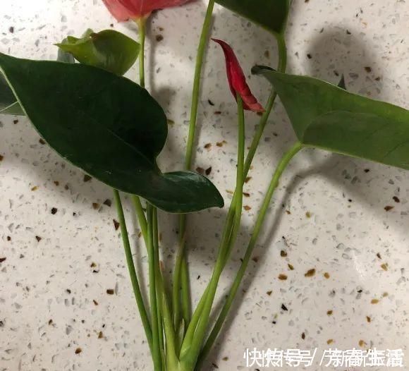 枝条|茉莉花扦插有机关,砍这一段枝条,插土里3天就活