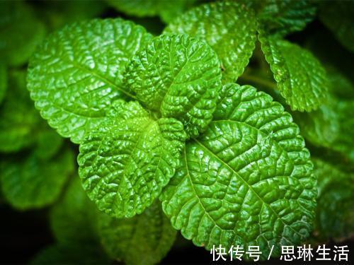 抗衰老野菜|女人不想老得快，脸上长满皱纹，3种野菜，美容养颜，抗衰老