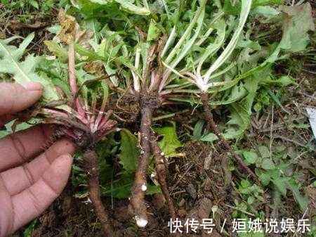 肝脏不好|肝脏不好，不要忙着吃药，多吃此根，保护肝脏，还排出身体的毒素