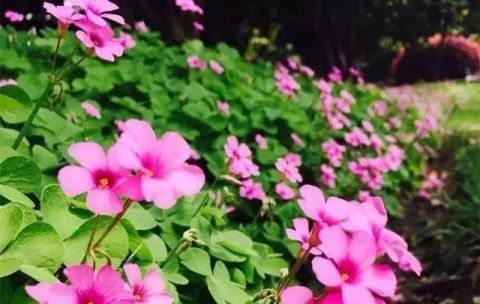 让人头疼的三叶草,这3种养法,就会让人羡慕!