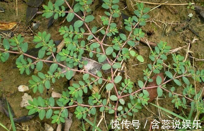 地头|农村地头有一种野草，可是女人的福音，常吃对身体有很多好处！