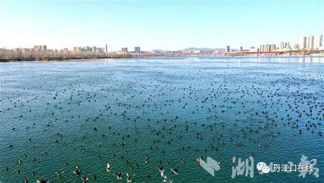 丹江口水库坝下湿地成了候鸟越冬“乐园”