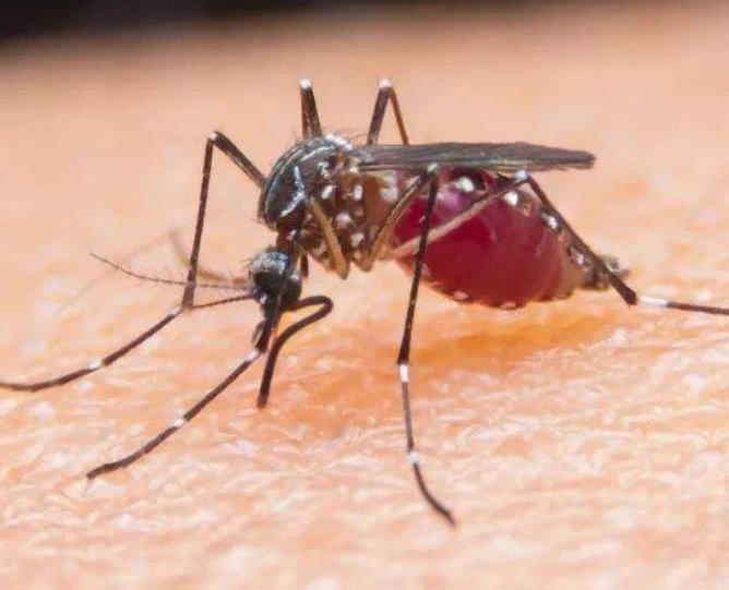 大蒜|夏季驱蚊别再用蚊香了，教你3种驱蚊小妙招，蚊子现场乖乖就范