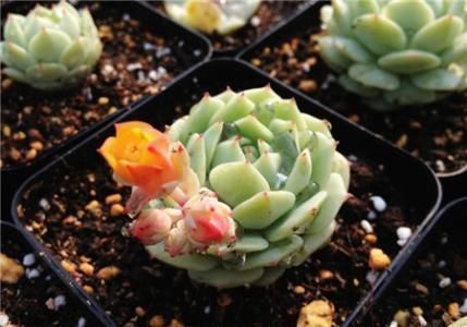 繁殖|多肉长花箭影响美观?千万不要丢,教你两招,繁殖新多肉