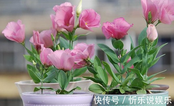 播种|这2种花比月季还好看,比绿萝还好养,你家有养吗