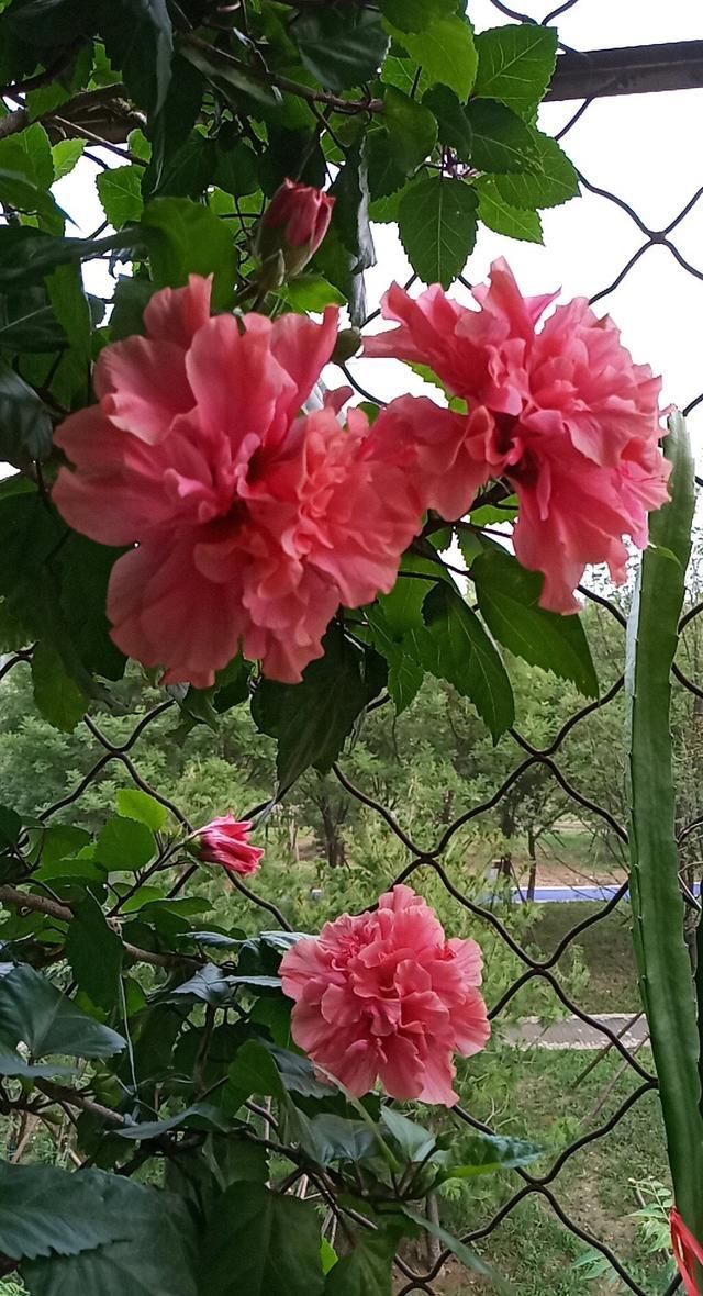 养3种花“多修剪”,2年养成“6层塔”,放在家里真“养眼”