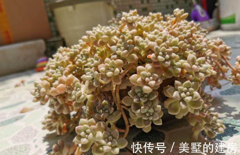 多肉状态为啥差别甚大,别家的肥美又鲜亮?被这3个原因耽误了