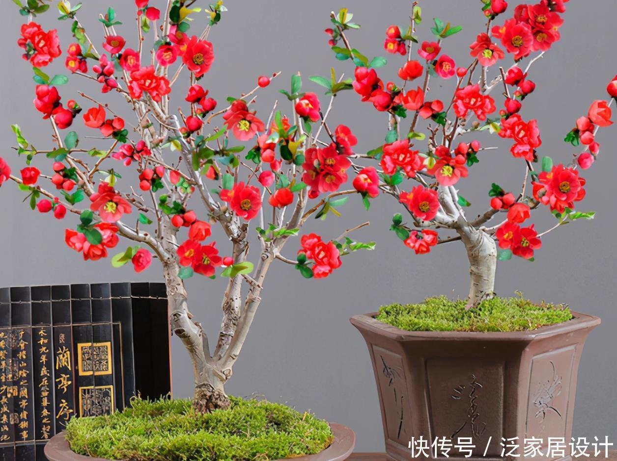 长寿冠海棠花,高颜值老桩盆景!打理好这些开花早又多