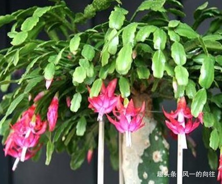 家养蟹爪兰总是不开花学会这三个小技巧,轻松年年爆满盆