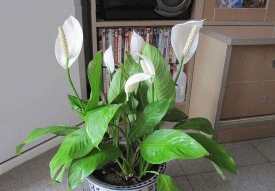 大花球|农历十一月大雪过后,养什么花?家里养3种花,前程似锦步步高升