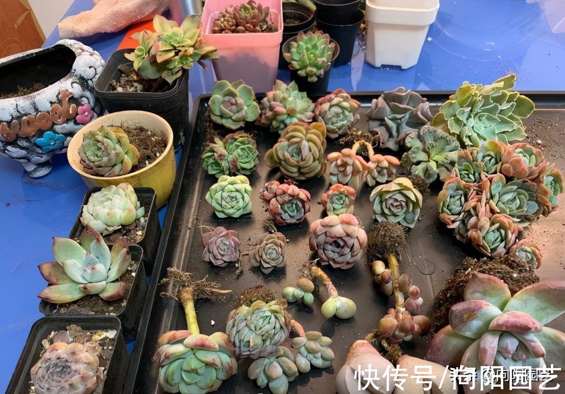 多肉养不活，90%的原因是浇水导致，养多肉，怕就怕在浇水