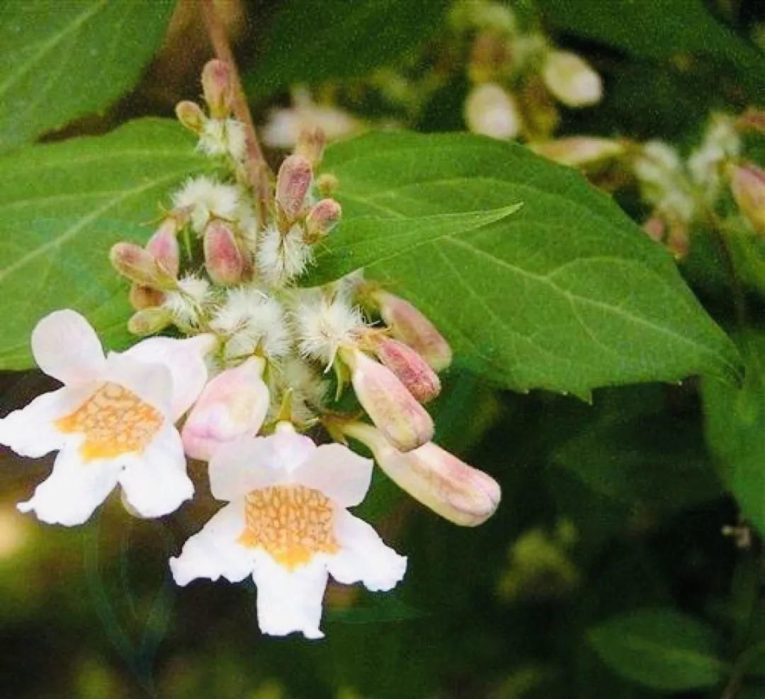 1种花长得像金鱼,耐寒好养活,种得越多越壮观