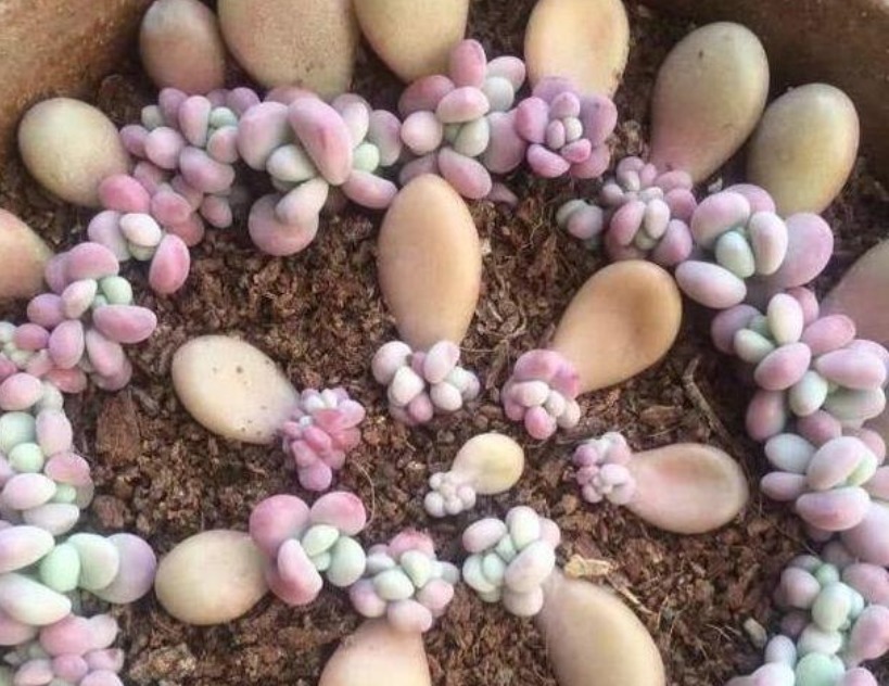 水杨酸|5种“生根水”,家家都有,不花1分钱,扦插花卉“7天”生白根