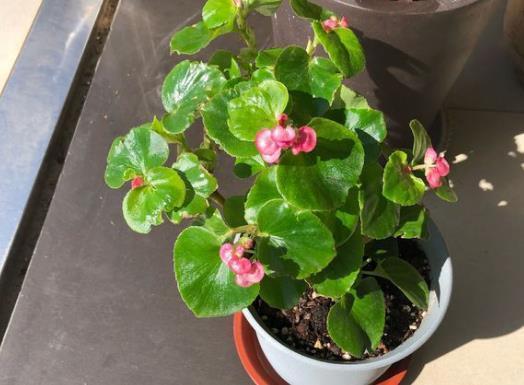 花卉|养花，2种“水”不要浇，容易烂根和黄叶，影响美观