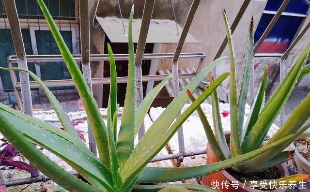 8种镇宅花,窗户边养一棵,霸气又镇宅!