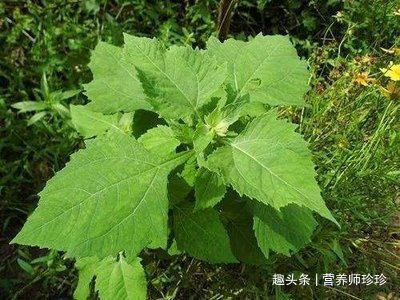 野草|豨莶草因长得丑被嫌弃,若遇到请珍惜,价值非常大,迟早用得到