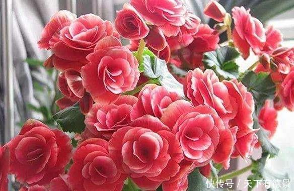 漂亮|高温30度下,5种漂亮花,不能“正常养”,黄叶烂根,容易死翘翘