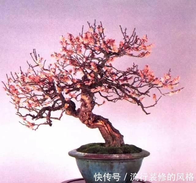 花香|养3种树,春天就开花,花香四溢,第2种:10大花卉之首