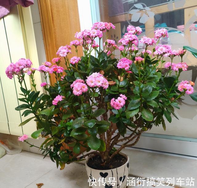 玉树|天气冷,六种花要“干养”,少水多晒才健壮,养成老桩更旺家