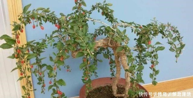 枸杞树|野外的枸杞树,制作成盆景,美观大方,还能结满“红果”!