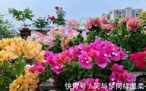 地方|养三角梅，最容易犯的3个地方，才是导致不开花的关键原因