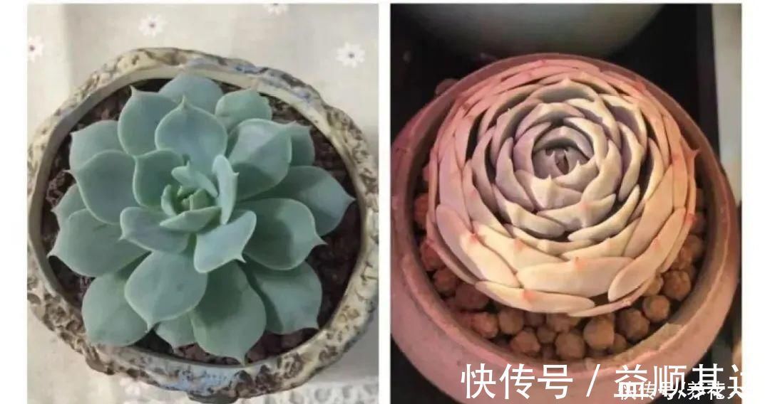 肉肉们|室内养多肉，也能养出水晶果冻色，任谁看到都说好