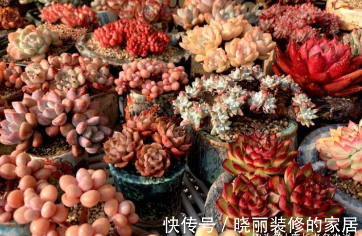 多肉|这7款多肉上市多年,但今年仍会流行,你还没养过的话一定要补齐