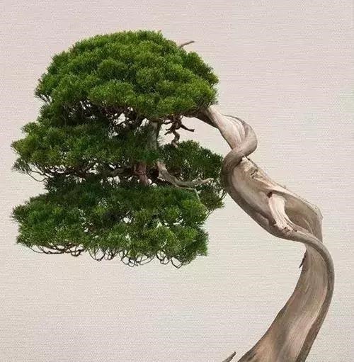 这3种盆景可以养成传家宝，再穷也要养，越老越值钱！