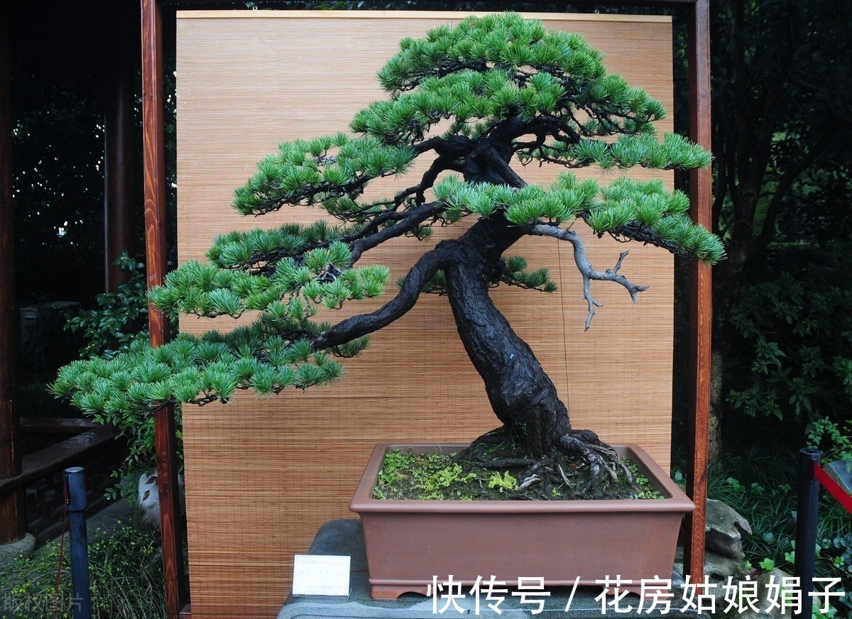失误|养殖盆景花卉注意6点,简单的1点失误,就是你养不好它的原因
