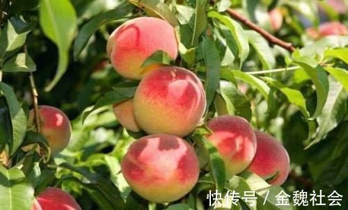 安神助眠|夏天常吃以下三种水果,是女性的不二选择,安神助眠,脸色更红润