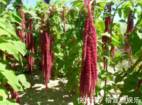 降脂|农村这种稀罕野草,是一种药材,具有降糖、降脂、降血压效果