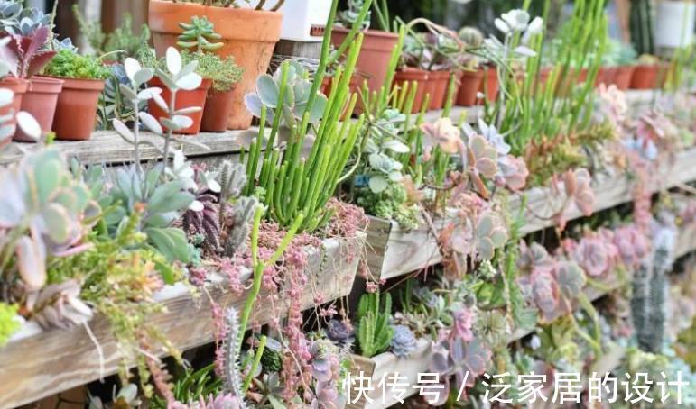 多肉|这5款多肉一点都不输花卉，勺状叶排序如娇花，还能散发出幽香