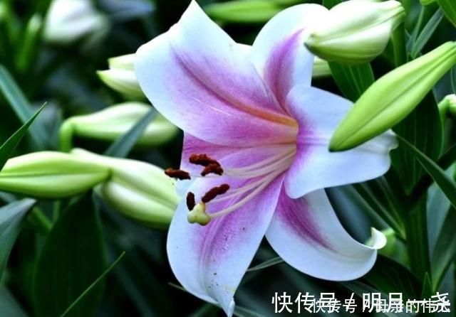 李子|糖尿病的“克星”被找到了,每天坚持吃,或能帮你稳定血糖不上升