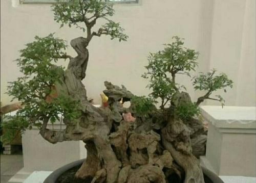 山上的“黄荆疙瘩”，做成盆景，古朴苍劲枝叶扶疏，观赏性强