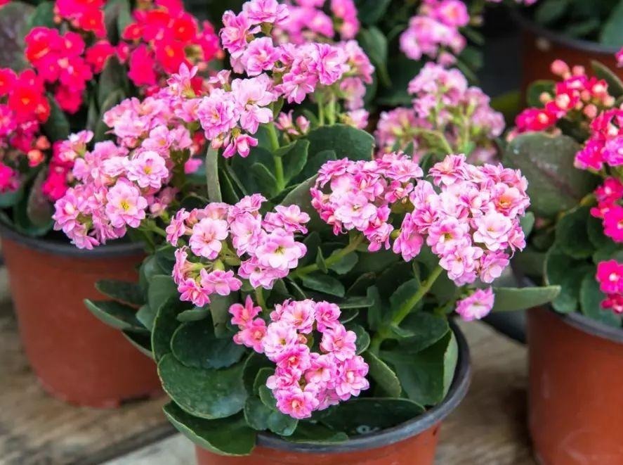 土质|养花，戒掉这些坏习惯，养啥花都简单，爆盆不成问题