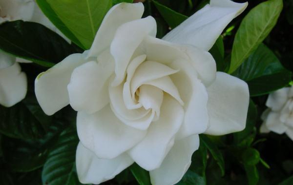 养花,不允许频繁使用高浓度肥料或水,要坚持稀肥多施的原则