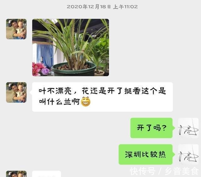 春兰不香教你一招,芳香满庭