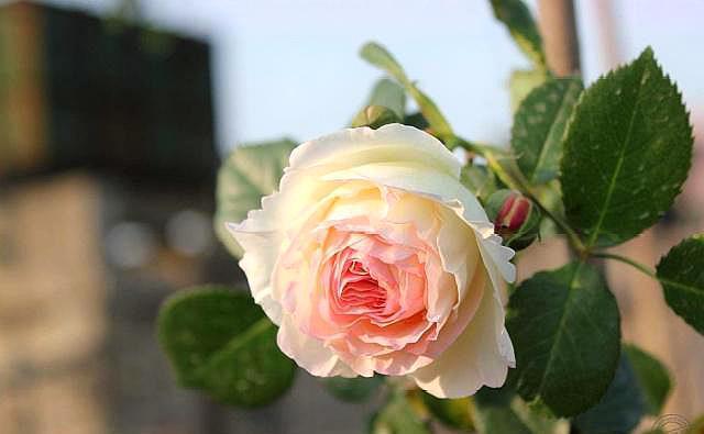 移栽|地栽藤本月季是否要经常浇水,考虑这两个因素!