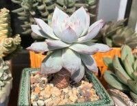 多肉植物穿裙子？教你一招，不留疤痕，长成老桩！