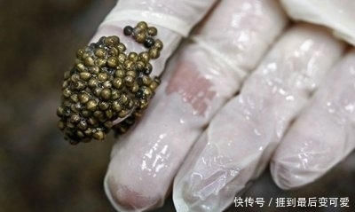 食物|它被称为食物中的“黑黄金”,吃一口相当于吃掉一套房子