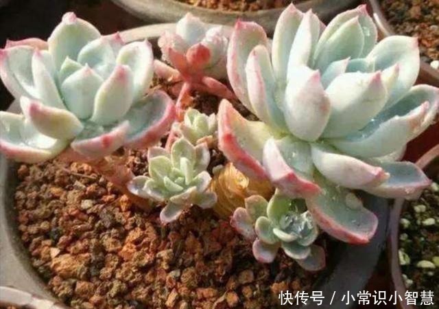 植株|在家制作营养土，加上3种“废弃物”，松软透气、营养成分多！