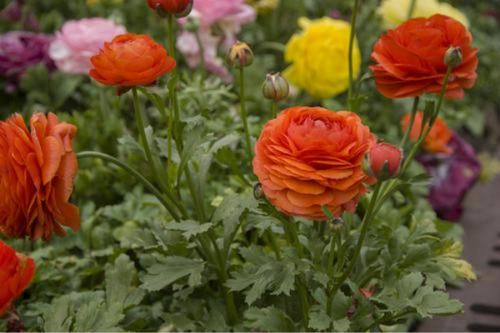 种花人|养花试试这几款，花开雍容高雅，满室飘香，美丽又好养