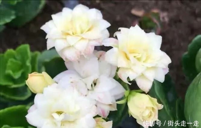 45种长寿花，个个都美爆了，你家养了多少种？